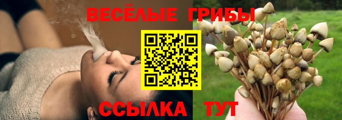Галлюциногенные грибы Psilocybine cubensis Кемерово